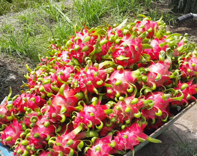 🌵 Red Dragon Fruit Seedling – A Super Nutritious Tropical Fruit