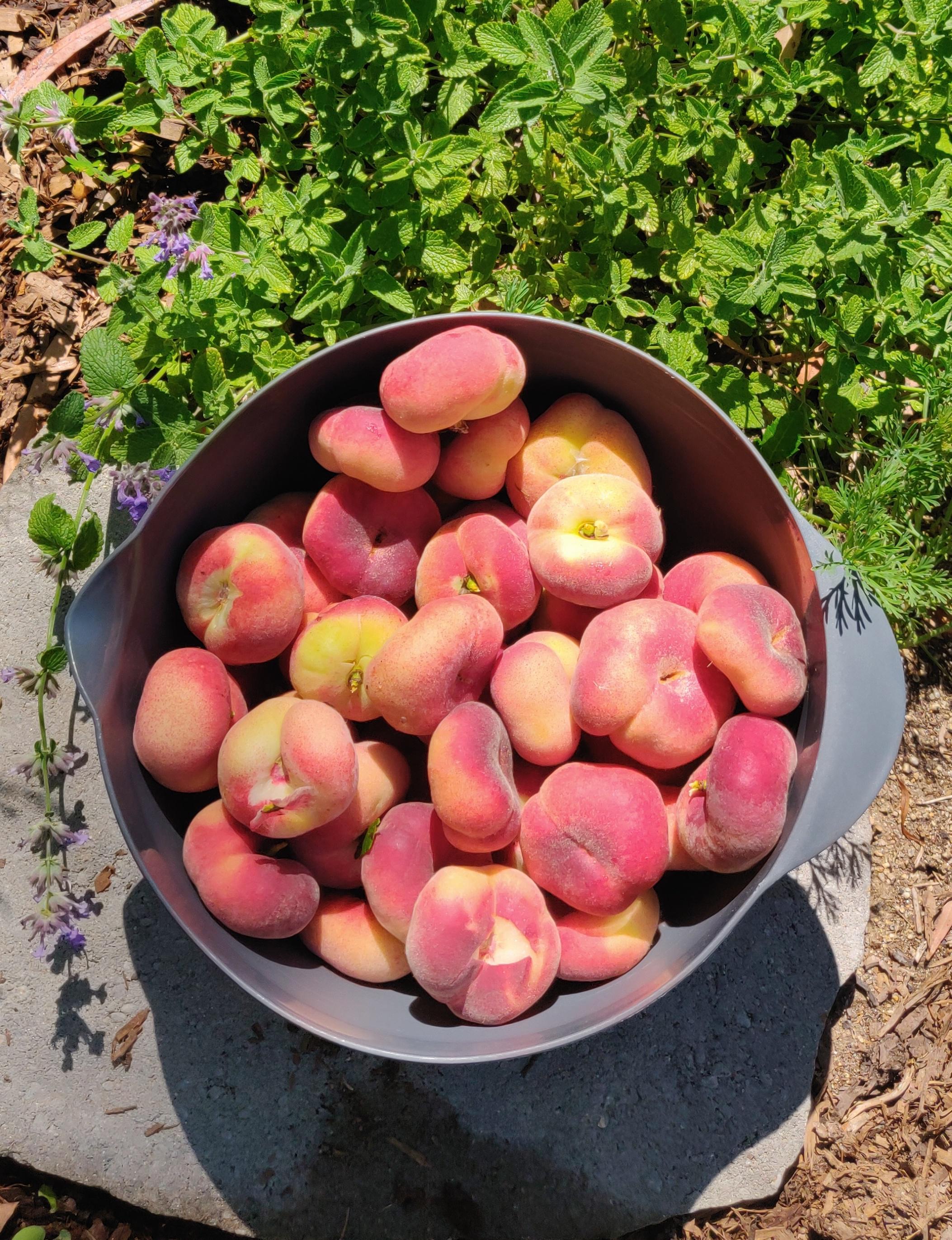 Saturn Peach (VOTED THE BEST-TASTING PEACH IN THE WORLD )