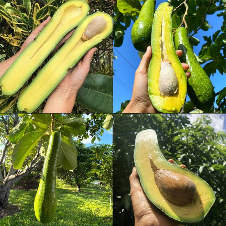 Long Neck Avocado Tree