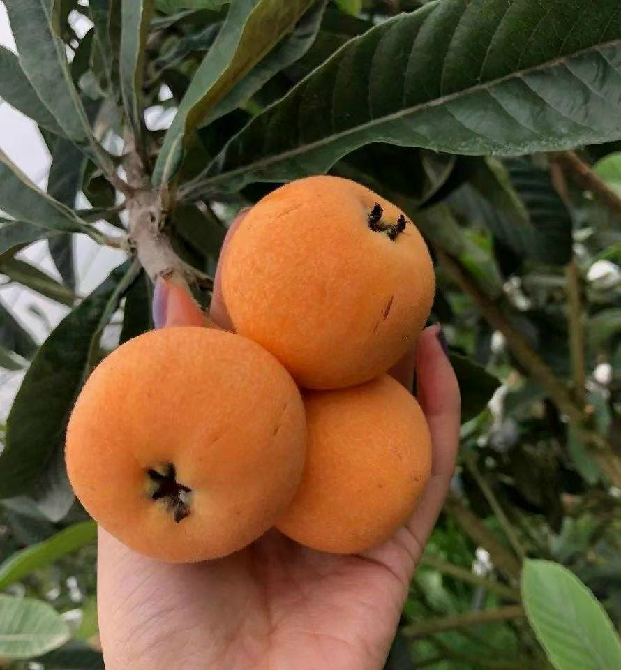 The Japanese Biwa (Loquat) seedling