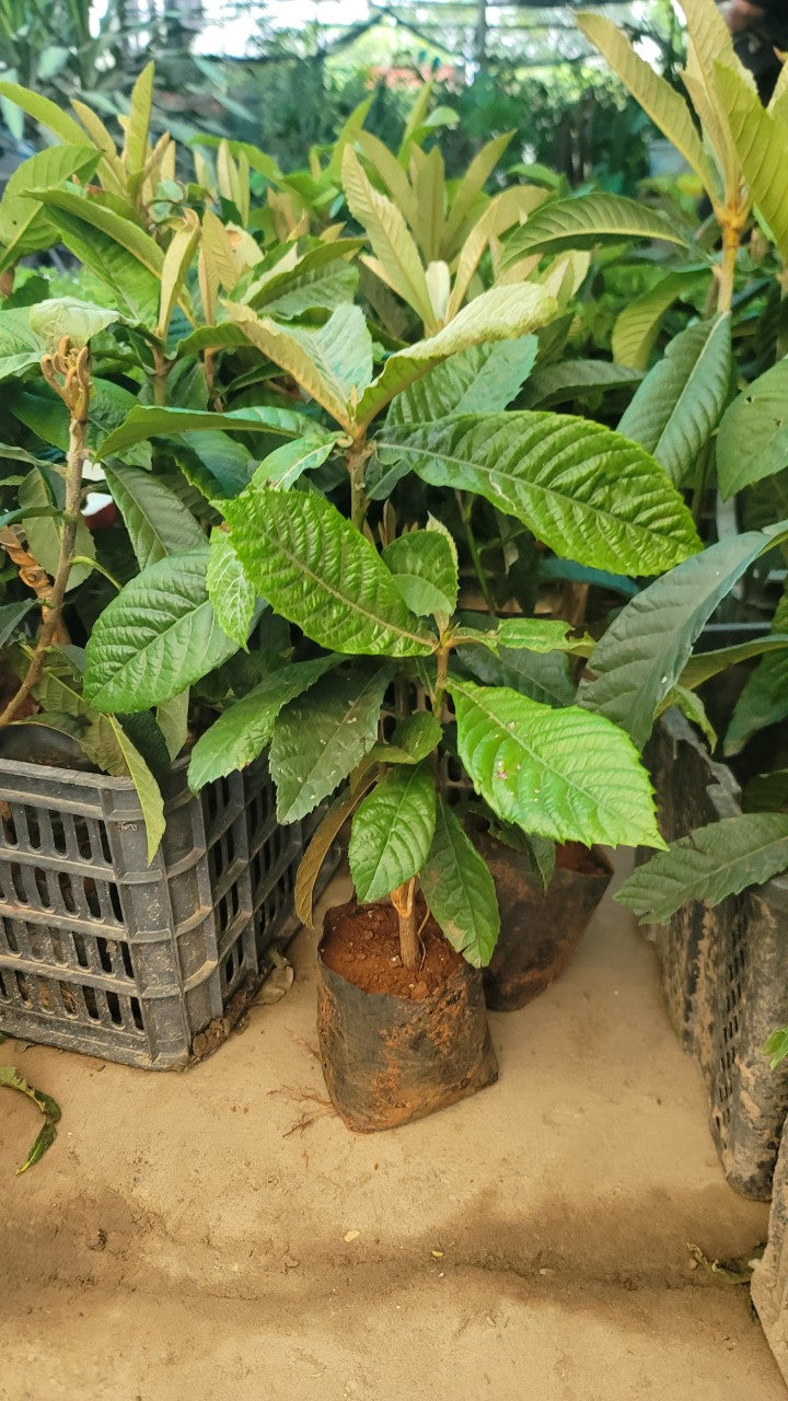 The Japanese Biwa (Loquat) seedling