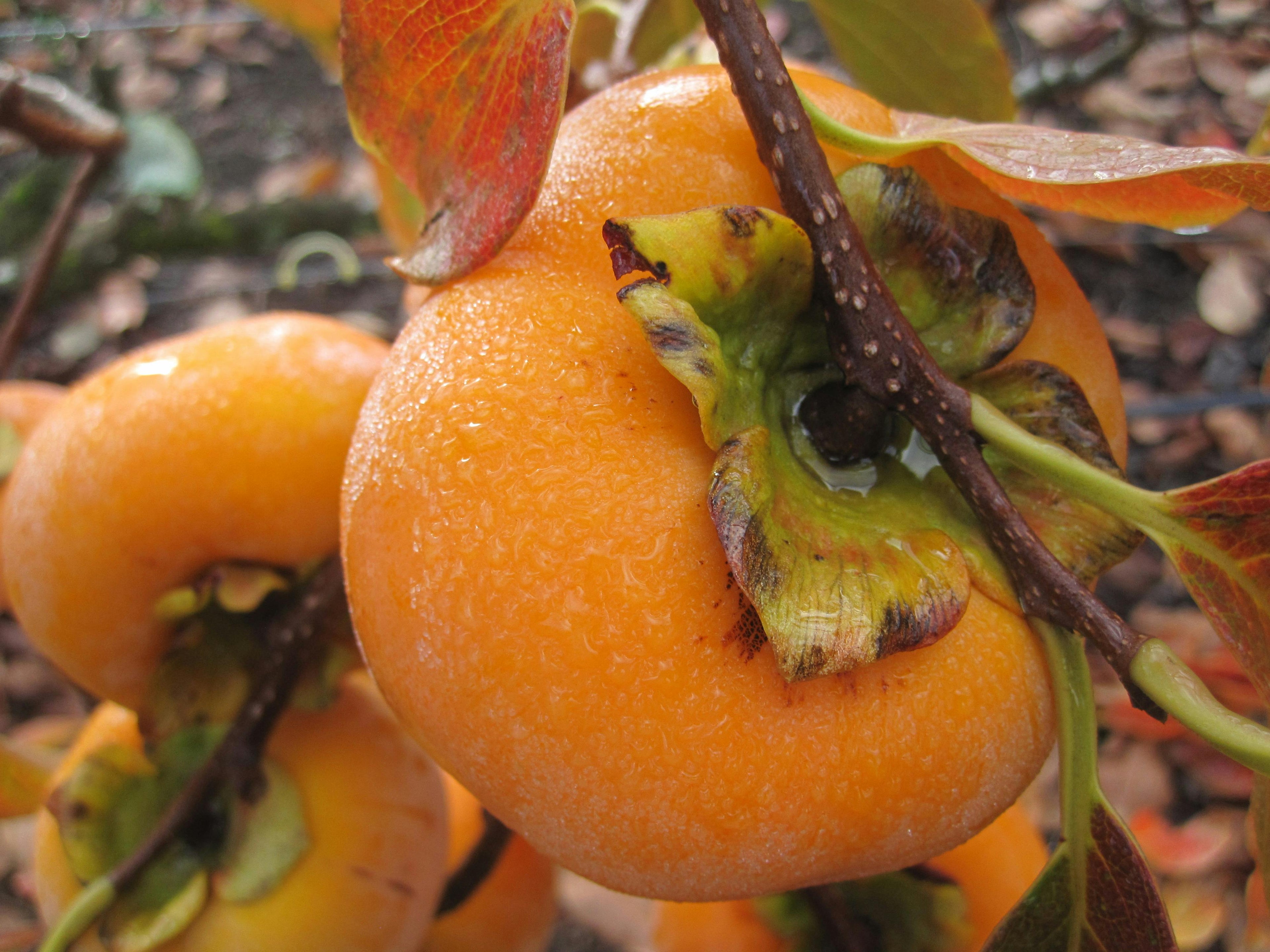 Fuyu Persimmon Tree