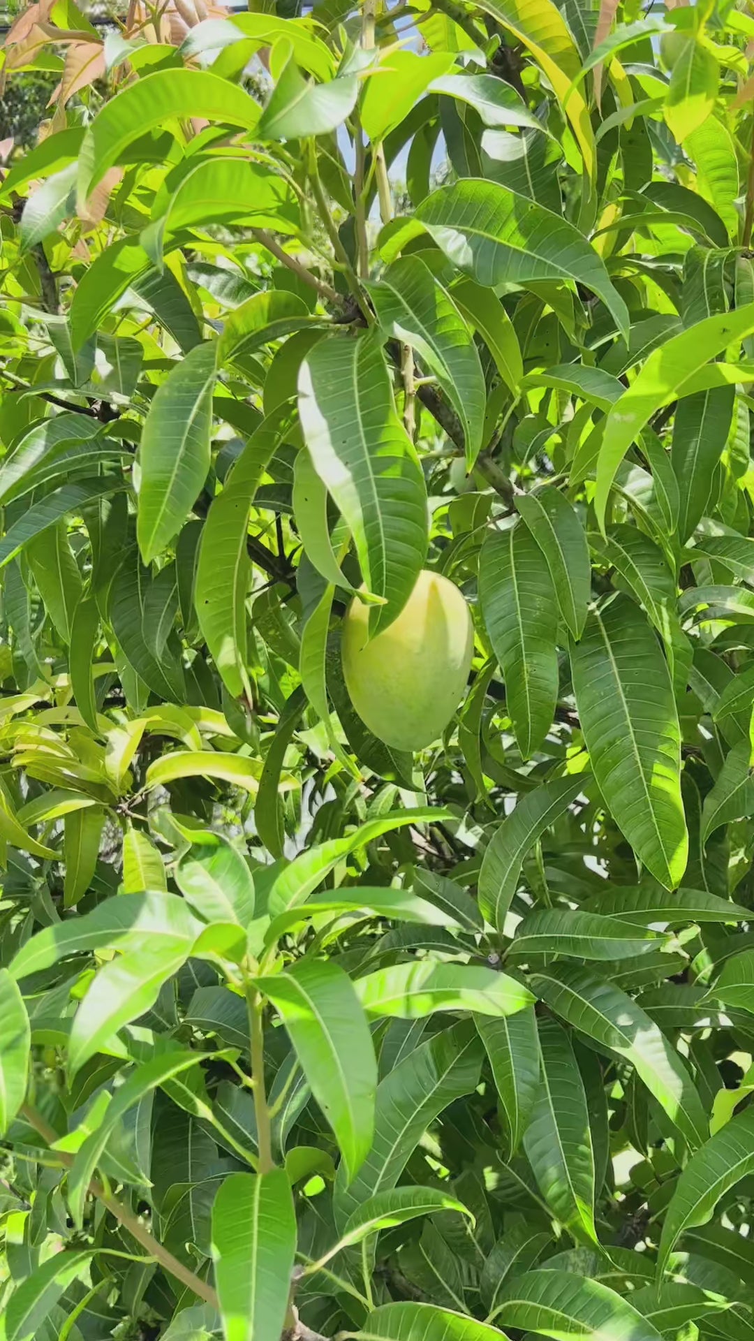 🥭 Alphonso Mango – King of Mangoes 👑