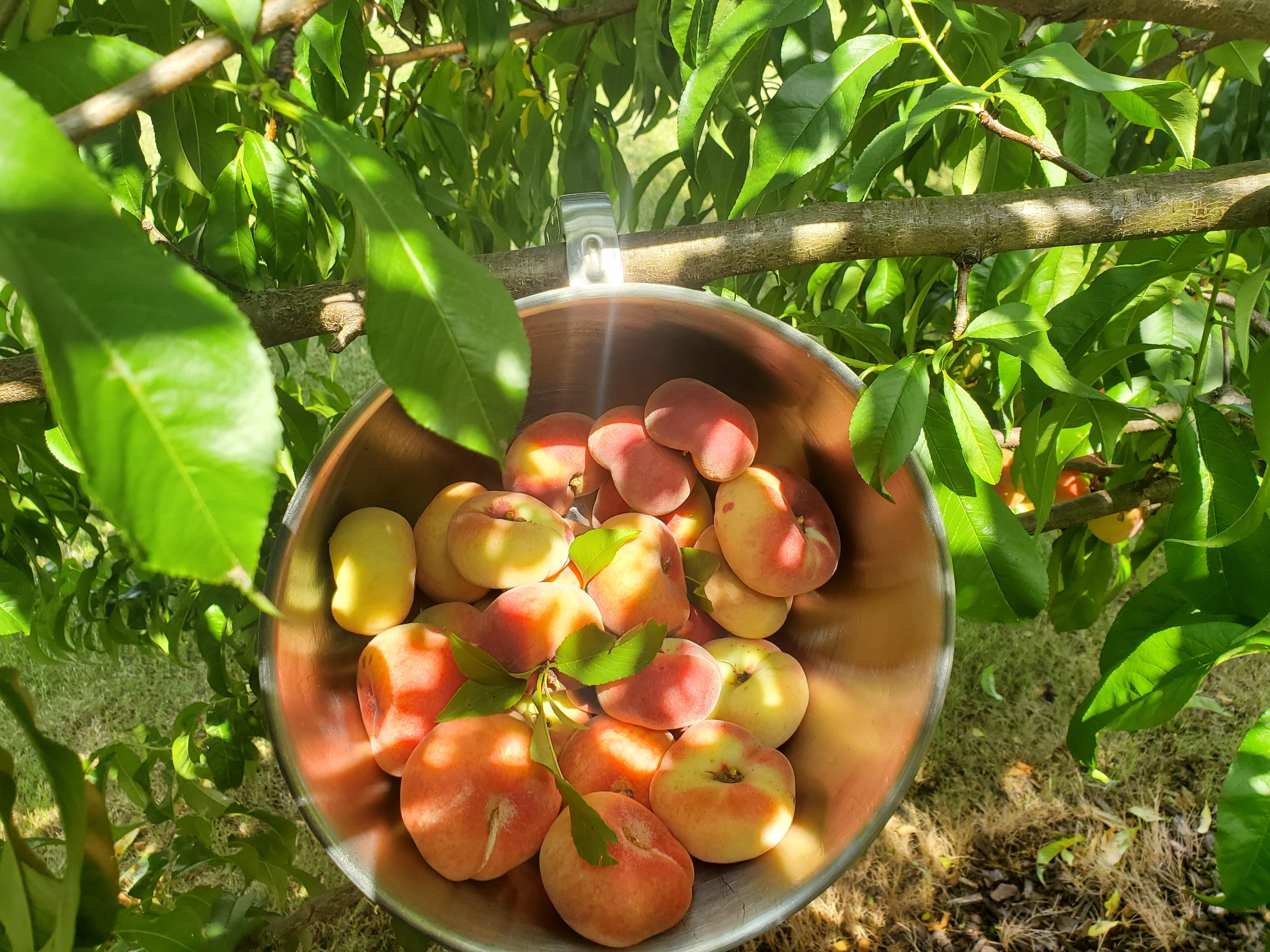 Saturn Peach (VOTED THE BEST-TASTING PEACH IN THE WORLD )