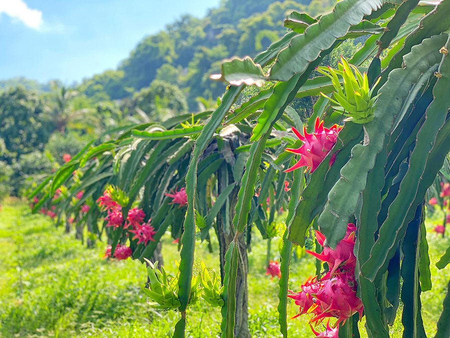 🌵 Red Dragon Fruit Seedling – A Super Nutritious Tropical Fruit