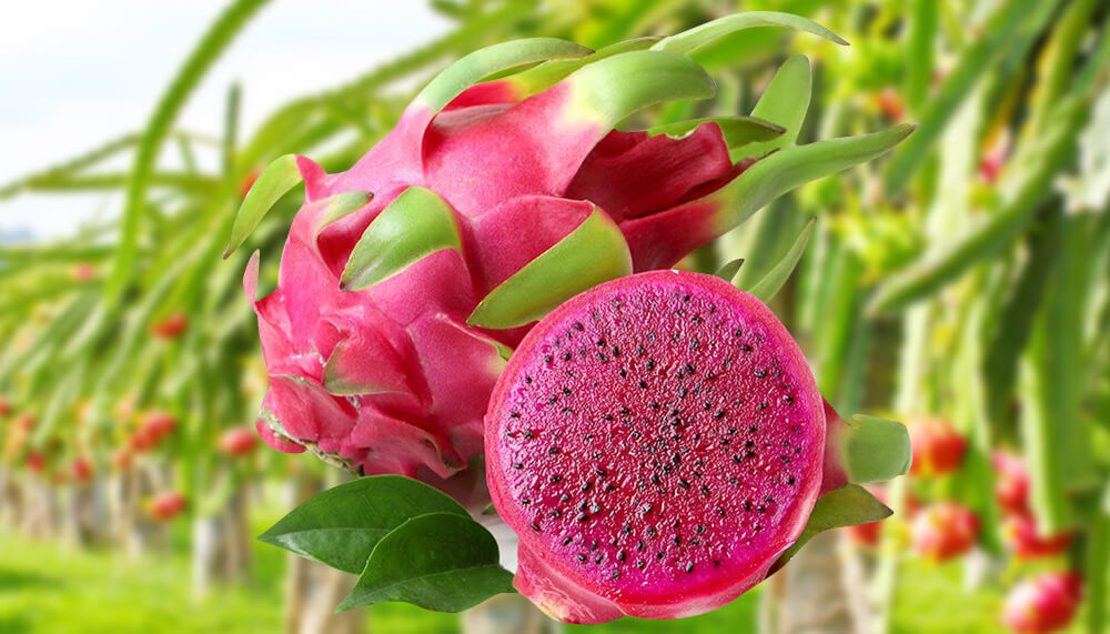 🌵 Red Dragon Fruit Seedling – A Super Nutritious Tropical Fruit