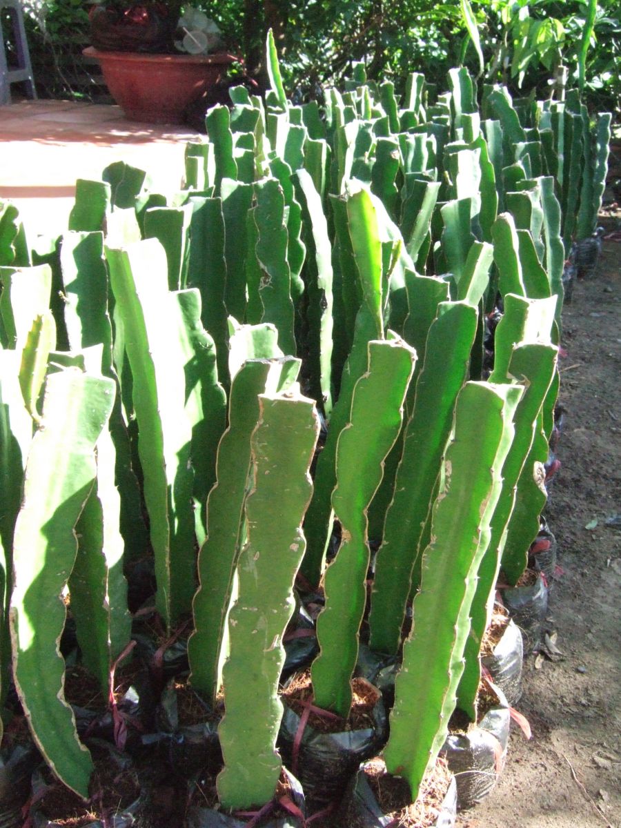 🌵 Red Dragon Fruit Seedling – A Super Nutritious Tropical Fruit