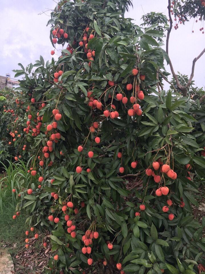 Lychee Tree