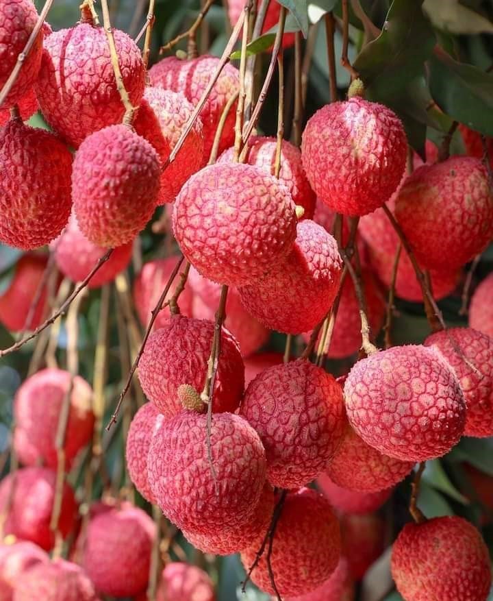 Lychee Tree